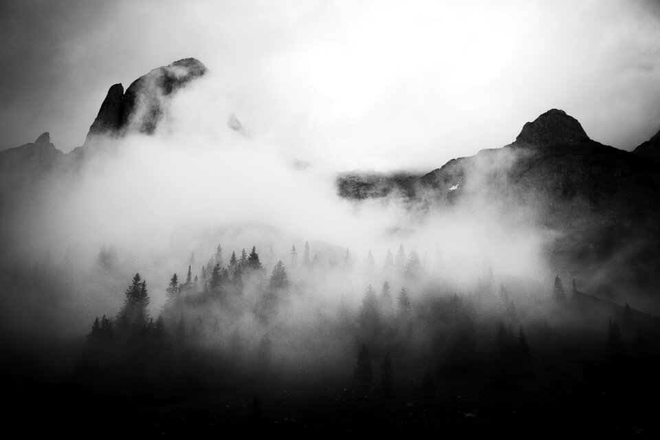 Plants black and white smoke