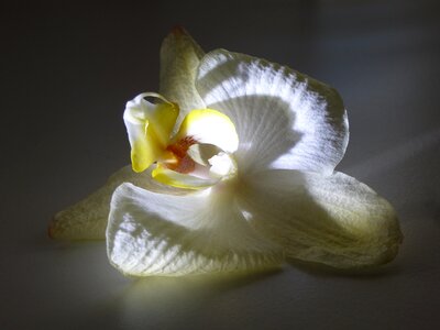 Bloom flower orchid