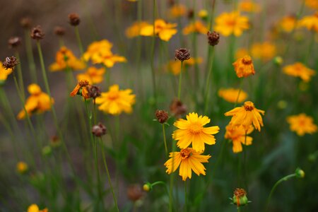 The scenery flower realism