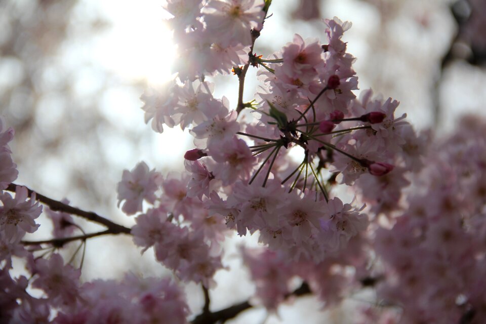 Branch season nature