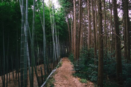 Forest path nature
