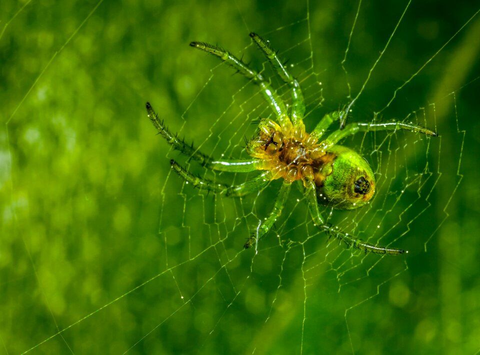 Nature a spider-like insect arachnids