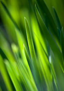 Nature the freshness alive