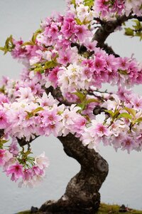 Branch cherry tree photo