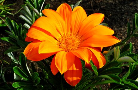 Summer flower gazania photo