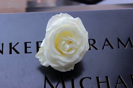 September memorial rose photo