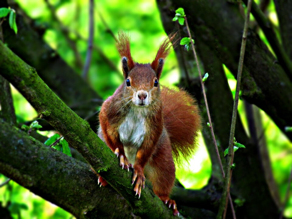 Ruda basia nuts