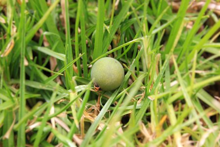 Plant grass close up