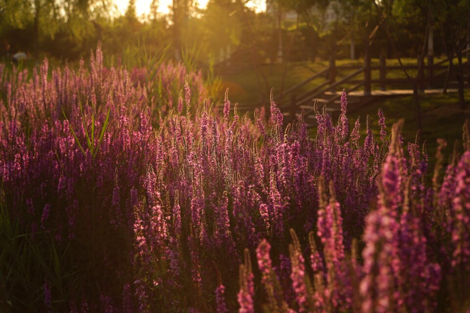 The scenery flower realism