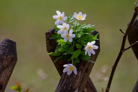 Plant spring fence