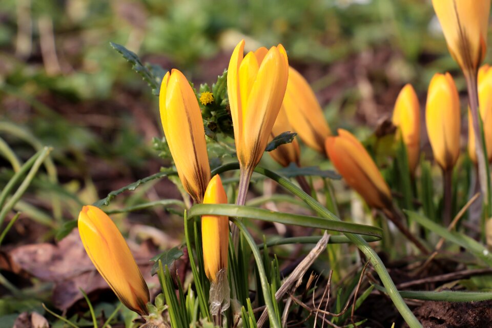 Leaf grass crocus
