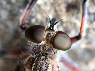 Robber fly fly macro