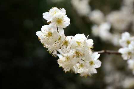The scenery flower realism