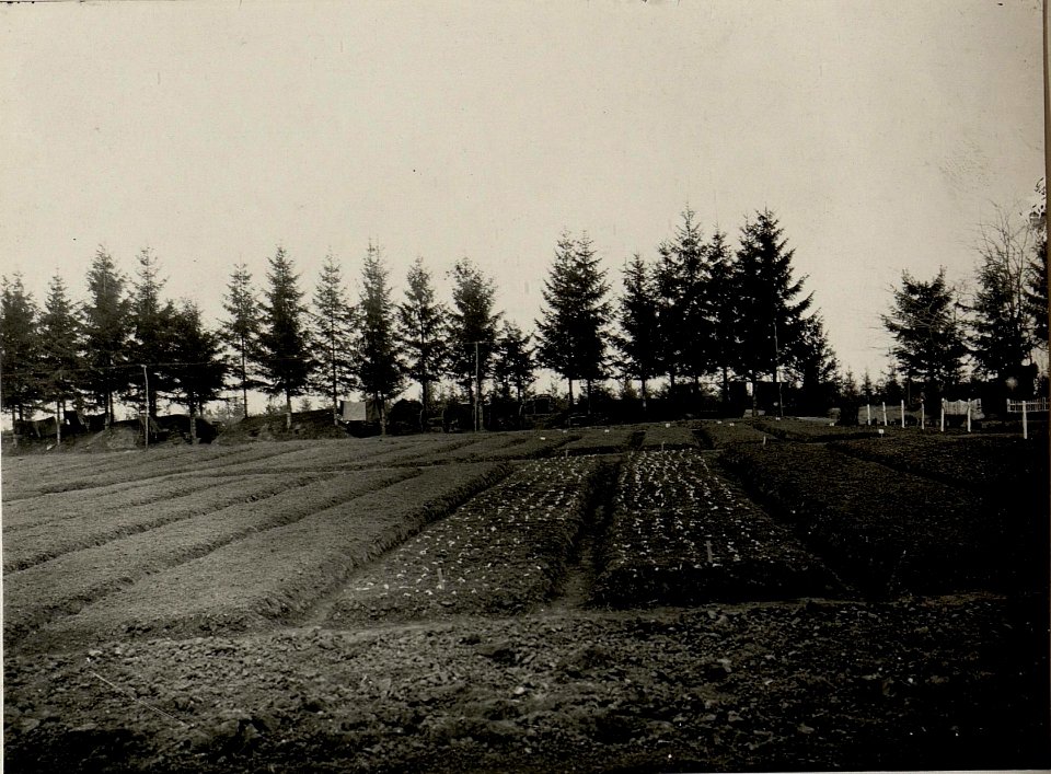 Maskierte Feldkanonen Batterie, eigene Ansicht. Aufgenommen am 10. IV. 1916. 15.ITD. (BildID 15536961)