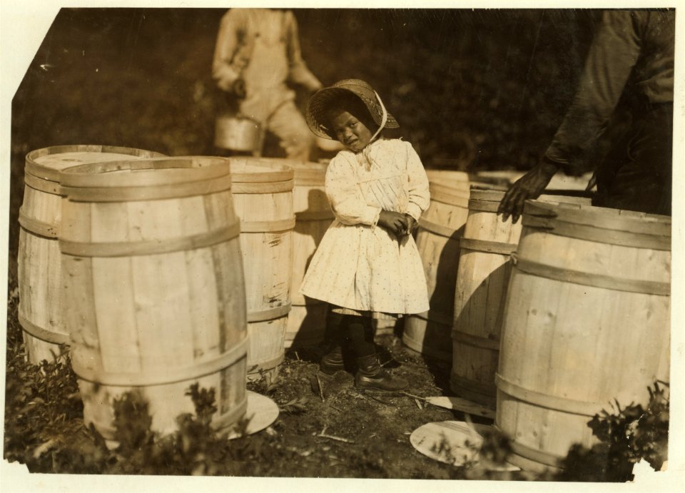 Mary Christmas, nearly 4 years old. Picks cranberries sometimes. She is now picking up berries spilled at the barrels by Grandfather. Grandpa says, 'I make her pick sometimes, yes.' LOC cph.3a01108