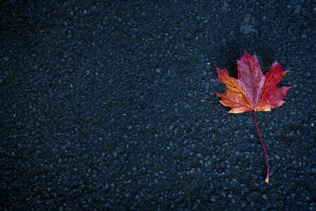 Road leaf autumn
