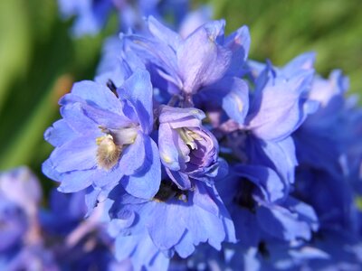 Blue flower delphinium photo