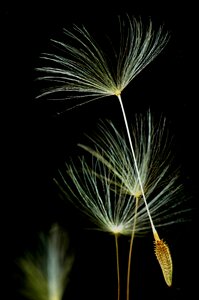 Macro flora nature