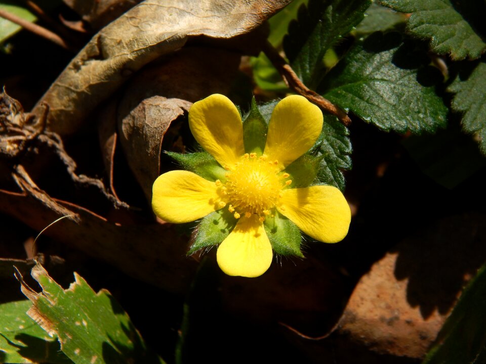 Yellow flower strawberry wild