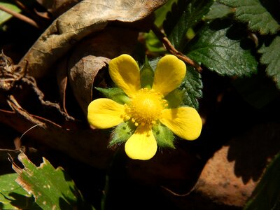 Yellow flower strawberry wild