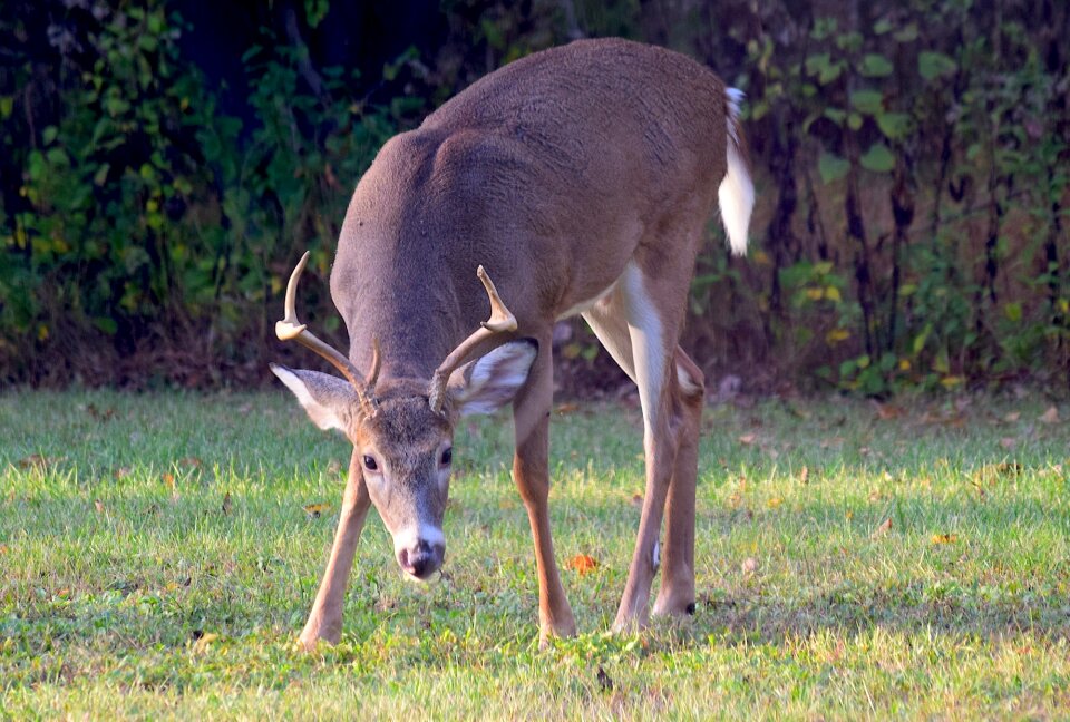 Animal wildlife mammal photo