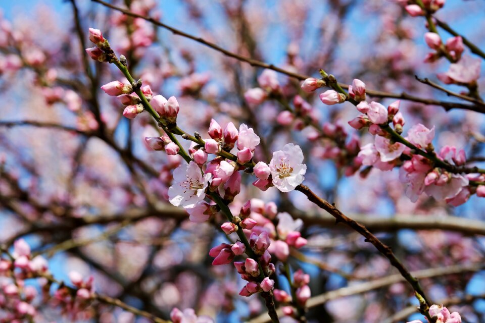 White bloom tree