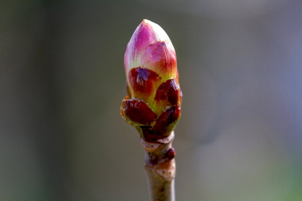 Branch spring bud