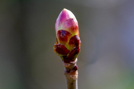 Branch spring bud photo