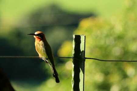 White fronted bee eater bird south africa