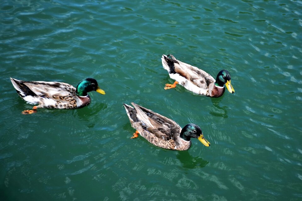Lake water wildlife