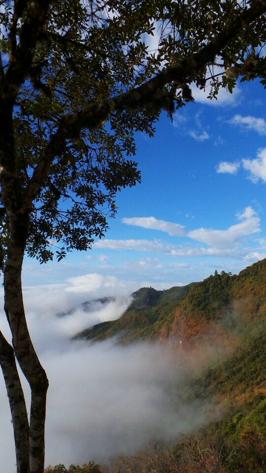 Tree mountain cloudy