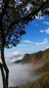 Tree mountain cloudy photo