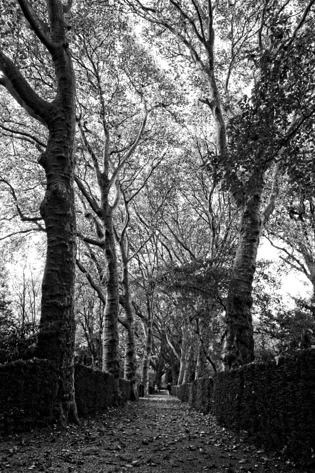 Hedge clipped hedge park
