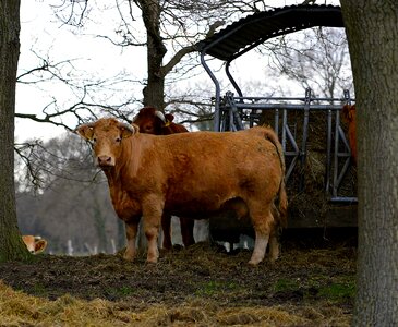 Milk cow pasture free range