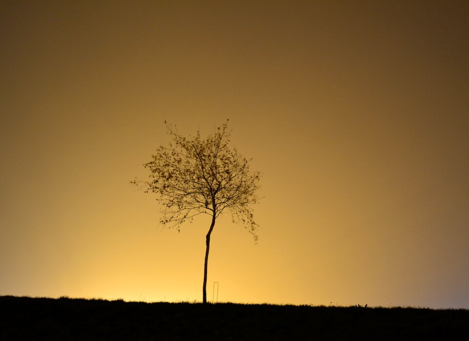 Tree glow lone tree