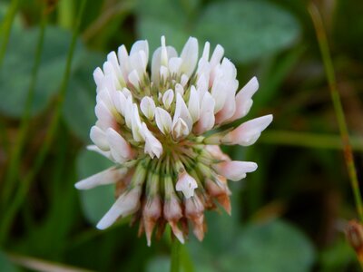 Clover white wild photo