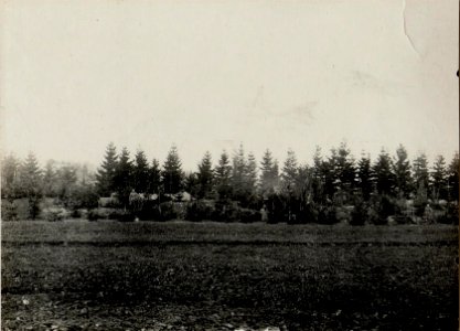 Maskierte Feldkanonen Batterie, Ansicht gegen den Feind. Aufgenommen am 10. IV. 1916. 15.ITD. (BildID 15536968)