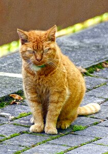 Red cat felidae mammal photo