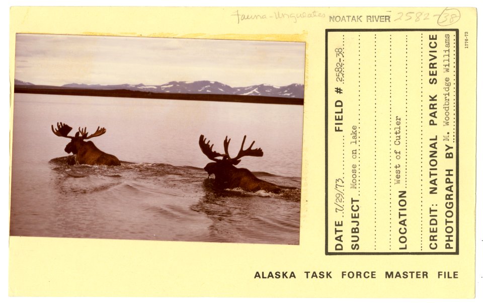 Moose in lake (33421591861)