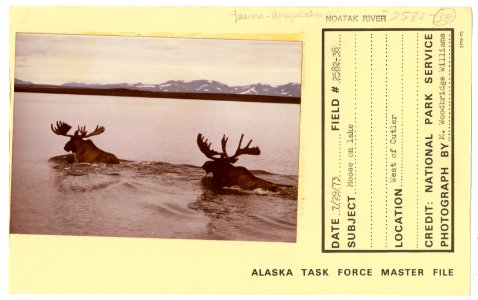 Moose in lake (33421591861)