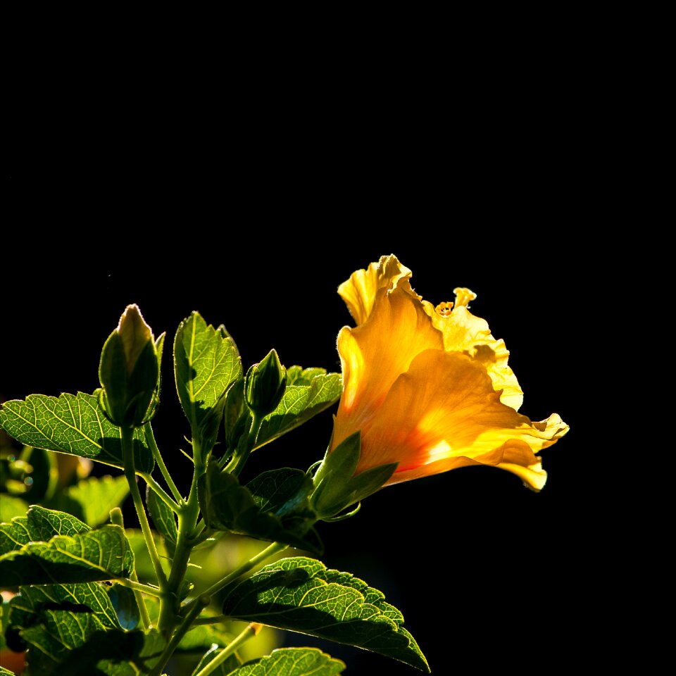 Natural yellow flowers yellow