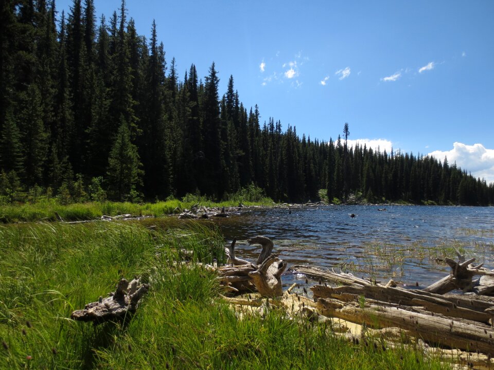 Nature driftwood wetland