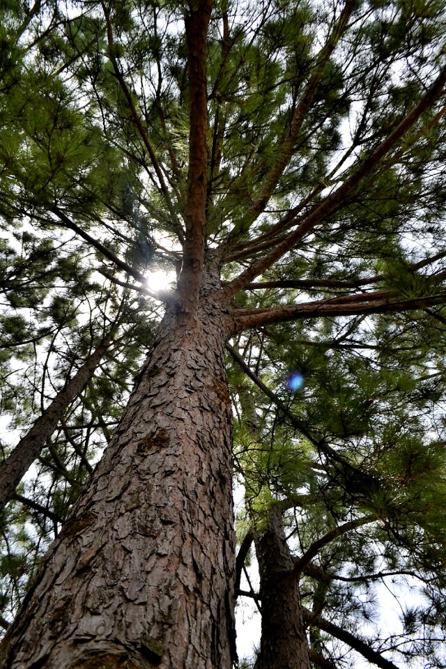 Tall tree wood leaves