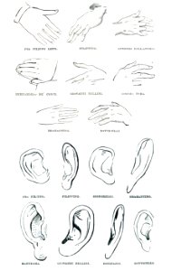 Morelli Hands and Ears