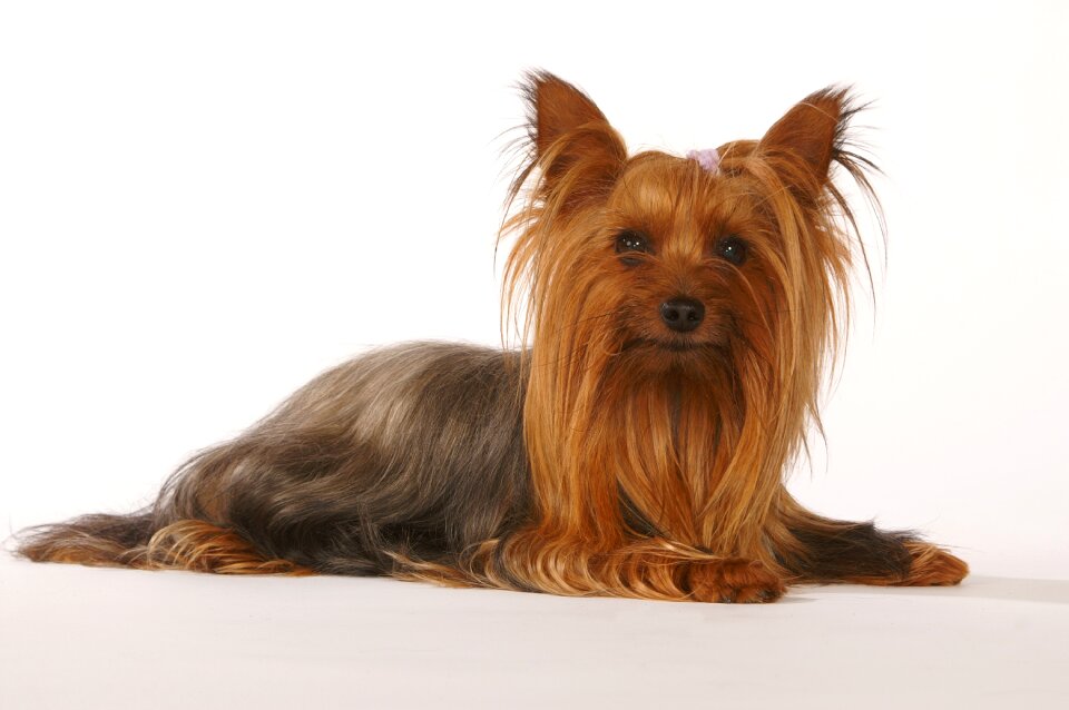 Animal terrier hairy