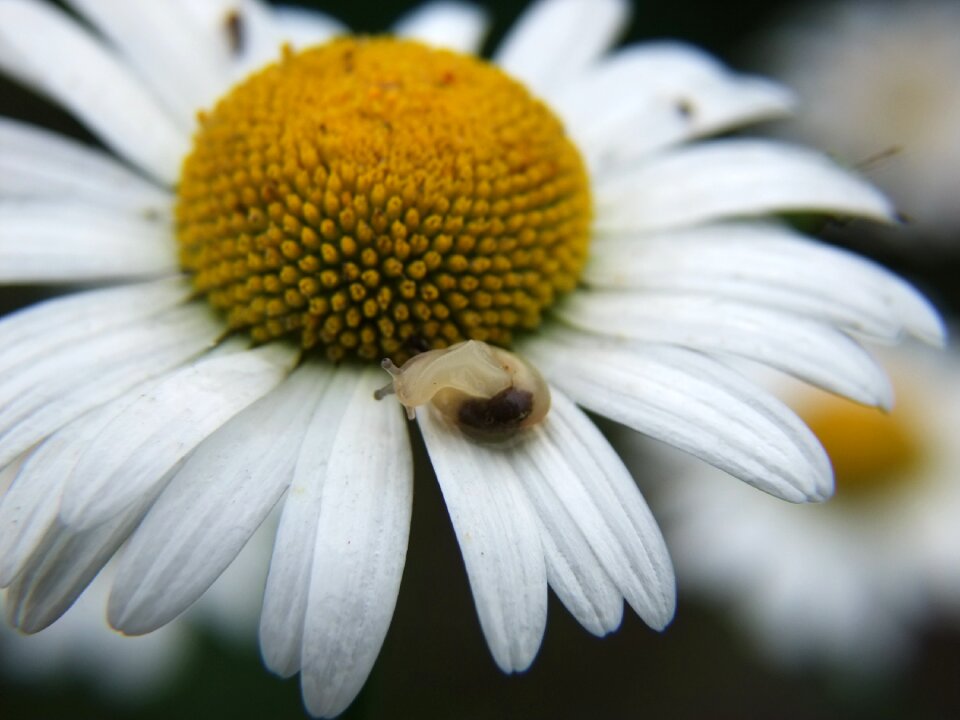 Daisy snail dancing