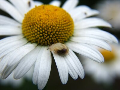 Daisy snail dancing