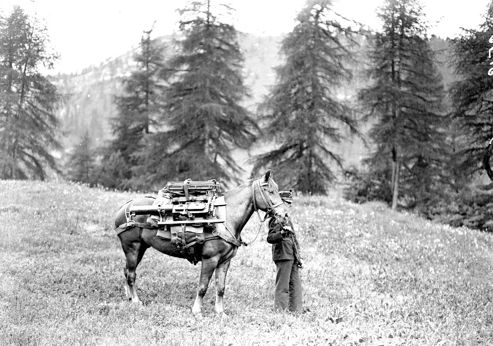 Maschinengewehr verladen auf Pferderücken - CH-BAR - 3238810