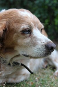 Dog head breton pointing dog photo