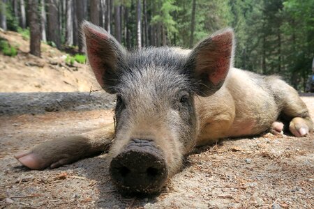 Corsican piglet pig corsica
